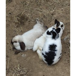 Donaciones Preferentes