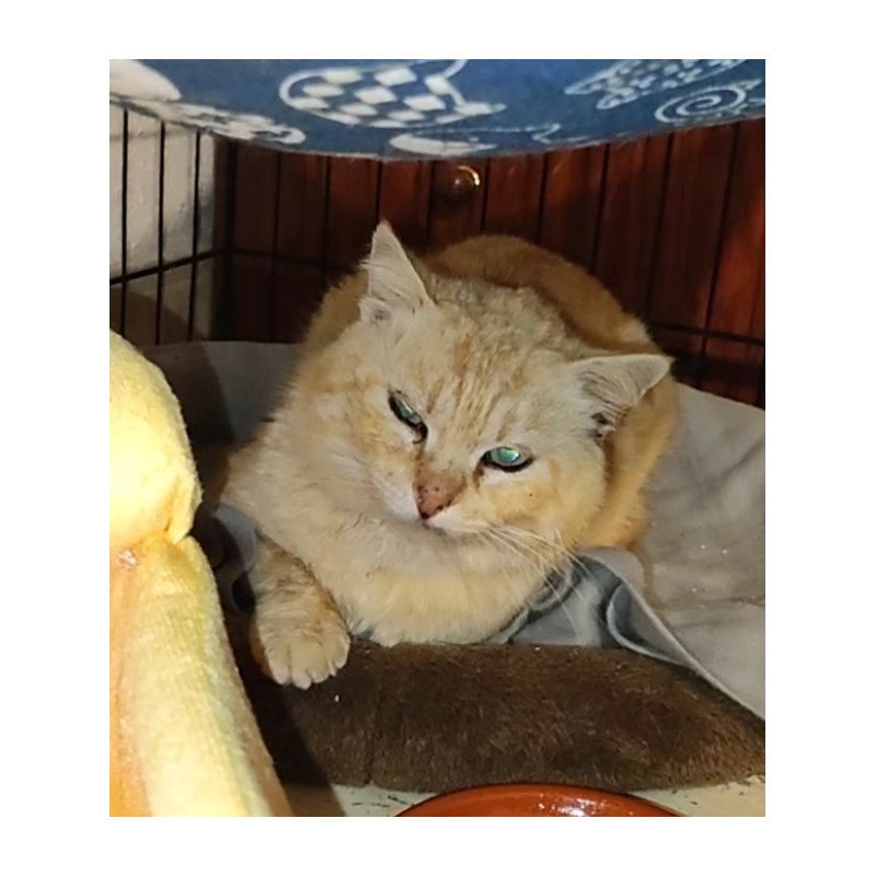 Donaciones Preferentes