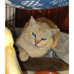 Donación Preferente Premium