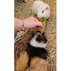 Donaciones Consultas