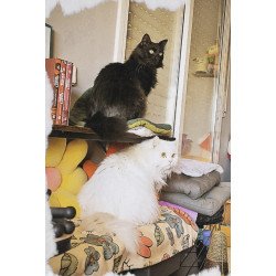 Donaciones Consultas