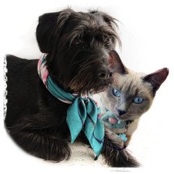 Donaciones Preferentes