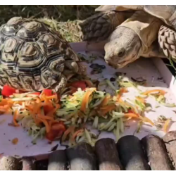 Donación Preferente Premium VIP