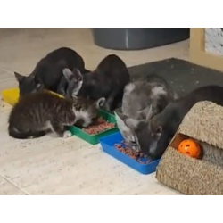 Donación Preferente Premium VIP