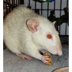 Donación Preferente Premium VIP