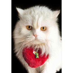 Donación Preferente Premium VIP