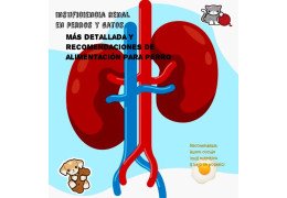 Tips Insuficiencia renal y problemas urinarios