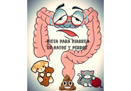 Dietas para gatos (y perros) con Colitis o diarrea crónica