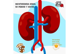 Dietas para gatos y perros con insuficiencia renal